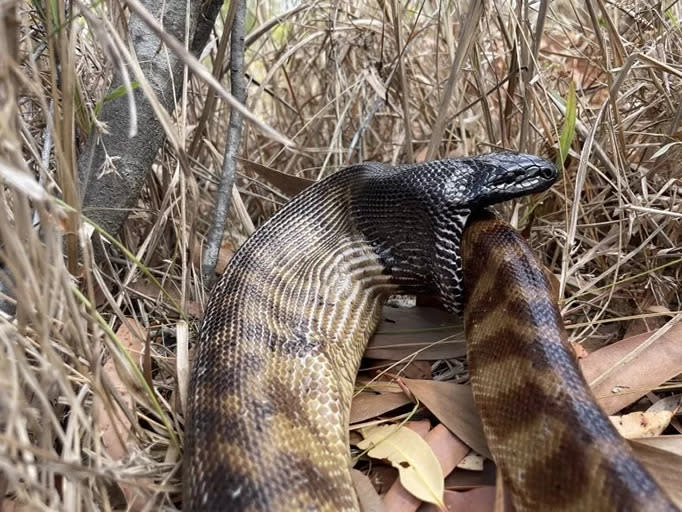 serpiente caníbal