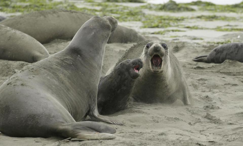 America’s elephant seals are among the oceangoing species said to have rebounded in recent years.