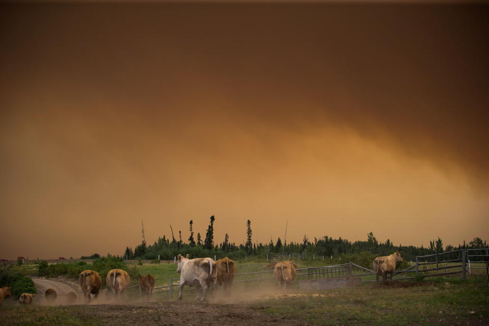 <p>Cattle run on a ranch as the Shovel Lake wildfire burns in the distance sending a massive cloud of smoke into the air near Fort St. James, B.C., on Friday, Aug. 17, 2018.<br>(Photo by Darryl Dyck, The Canadian Press) </p>