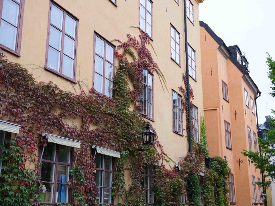 Ivy growing up a house in Stockholm old town