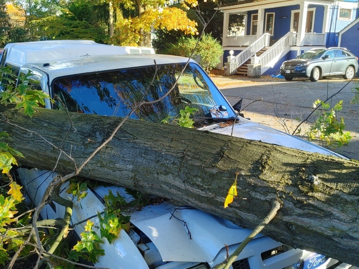 A car on Columbia Street, in Vancouver, was hit hard by a tree that was downed by a windstorm overnight on Friday. (Jake Costello/CBC - image credit)