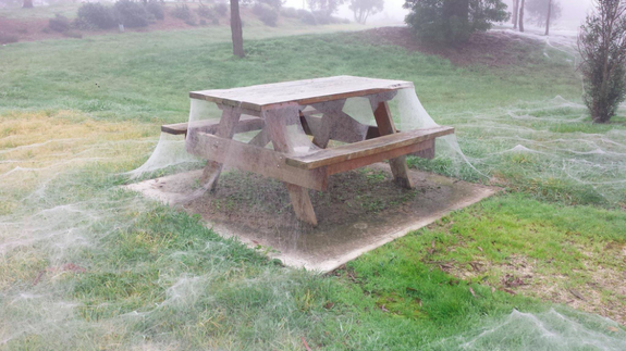 Spiderwebs Blanket Countryside After Australian Floods (Pictures)