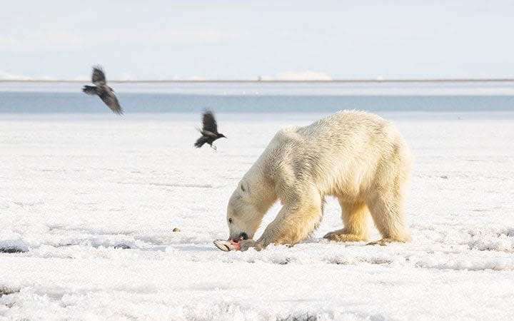 Fishermen fed the polar bear after he popped up near a village in Kamchatka - Leonid Shelapugin