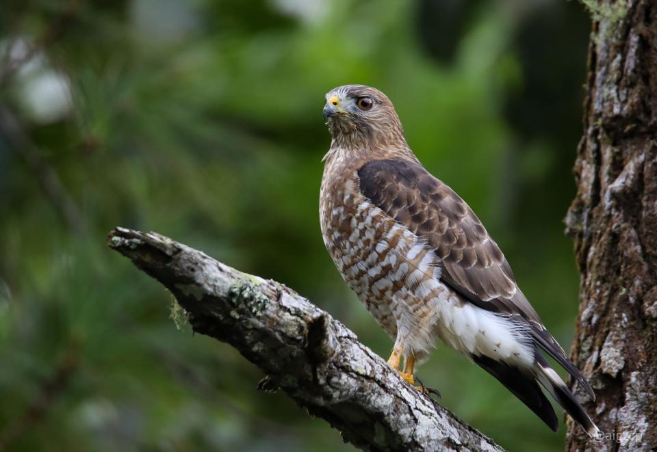 A fairly common summer resident of Great Smoky Mountains National Park that can be seen at all elevations, the broad-winged hawk lives in deciduous woodlands and can be seen hunting from low perches. They have a broadly banded dark and white tail, and their call is a thin, shrill pee-weeeeee whistle.