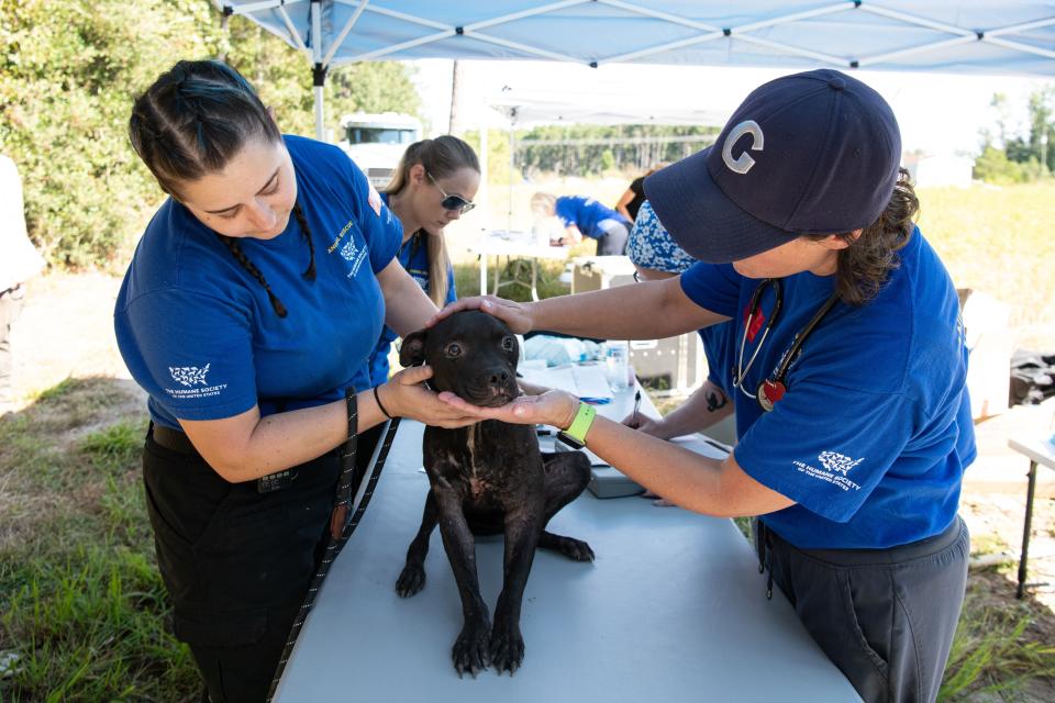 The Humane Society of the United States assists federal authorities in rescuing dogs from an alleged dogfighting operation throughout multiple properties in South Carolina. Photo by Meredith Lee/The HSUS