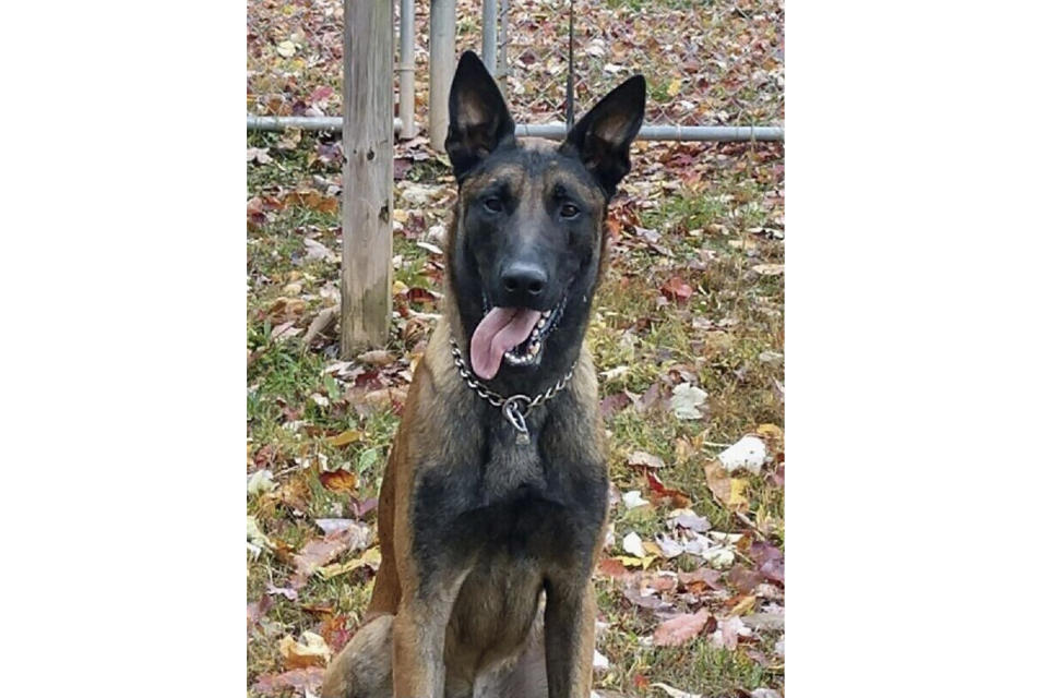 In this undated photo released by the Virginia Department of Corrections shows K-9 Rivan. Virginia prison officials said in a news release, Wednesday, April 3, 2024, that K-9 dog named Rivan, a 5-year-old Belgian Malinois, has died after “heroically” protecting a correctional officer, who was responding to a violent attack involving apparent gang members. ( Virginia Department of Corrections via AP)