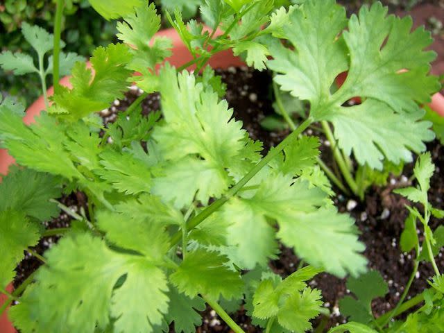 <p>k8 / Flickr</p> Cilantro is easy to grow in a container or in your herb garden.