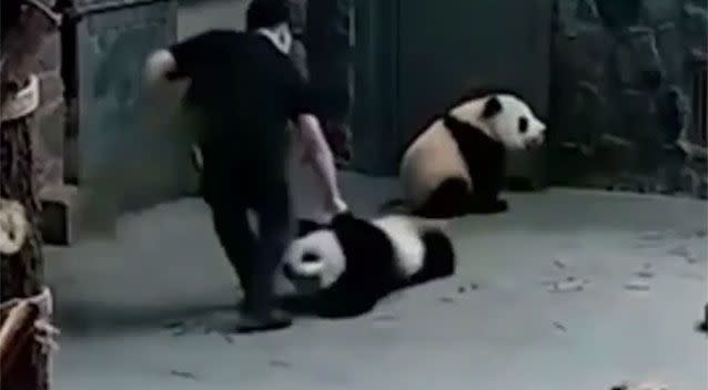 The handler, Mr Guo, claims a panda bit him and he reacted 