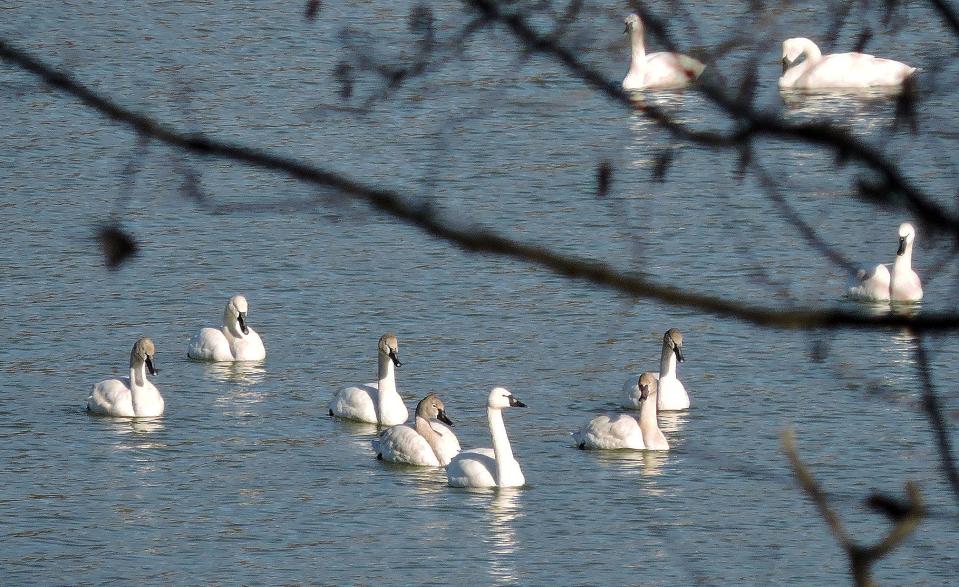Pennsylvania’s Third Bird Atlas program is underway and volunteer birders are needed to participate in the five-year project that will document species like tundra swans.