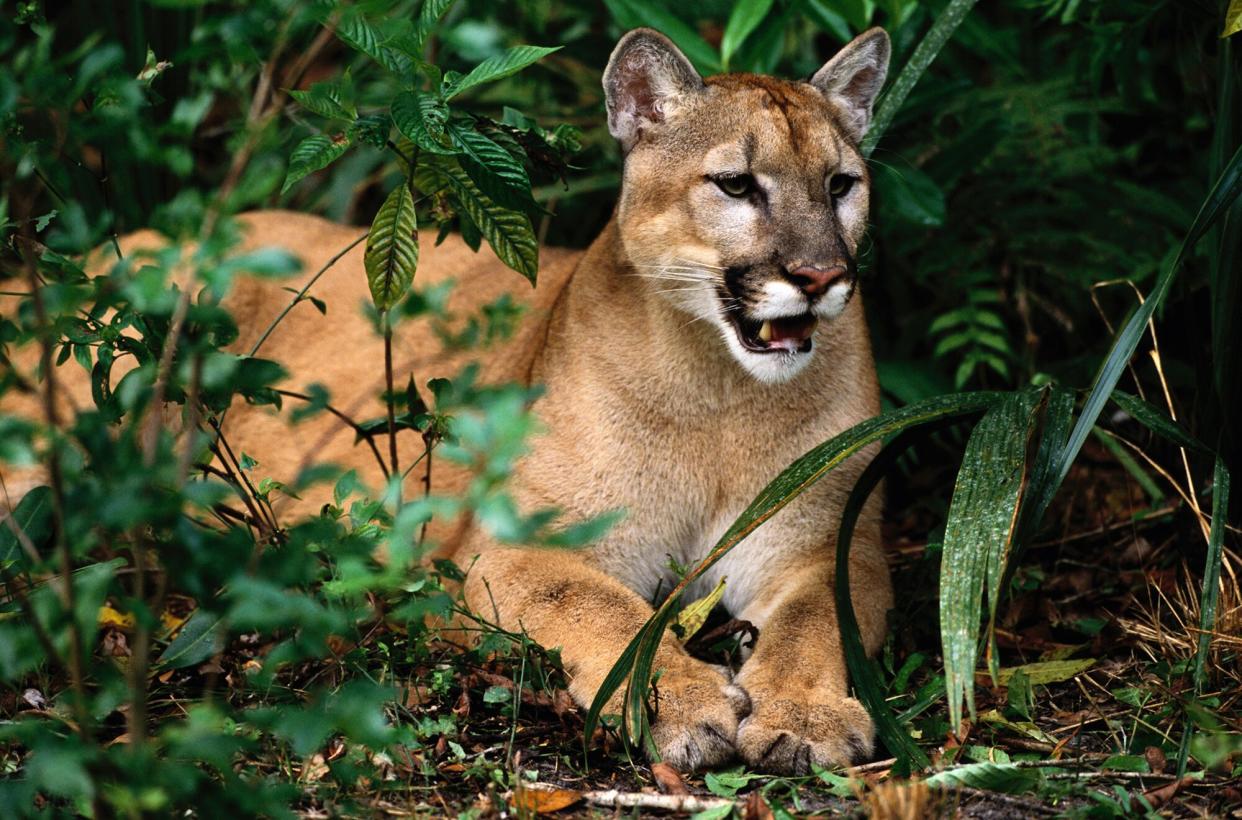 Florida cougar