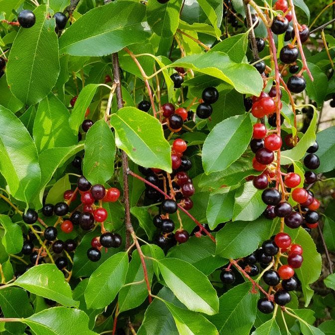 Reddish black fruit is eaten by migrating and resident birds.