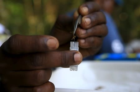 A researchers from the Uganda Virus Research Institute (UVRI) places a mosquito sample into a tube during research work at the Zika Forest in Entebbe, south of Uganda's capital Kampala March 2, 2016. REUTERS/James Akena