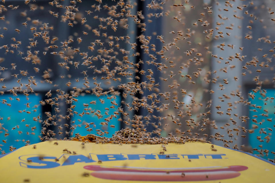 A swarm of bees land on a hot dog cart in Times Square in New York City, U.S., August 28, 2018. REUTERS/Brendan McDermid