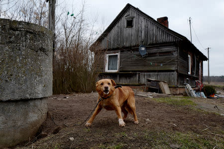 A dog stands in front of the house where Mariusz Milewski grew up in Wardegowo village, Poland, February 17, 2019. Picture taken February 17, 2019. REUTERS/Kacper Pempel