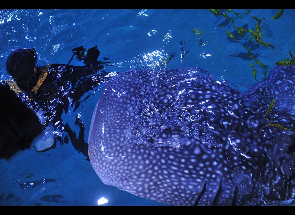 In this picture taken on September 23, 2011, an aquarium employee swims with a whale shark in an aquarium tank in the city of Yantai, northeastern Shandong province. 