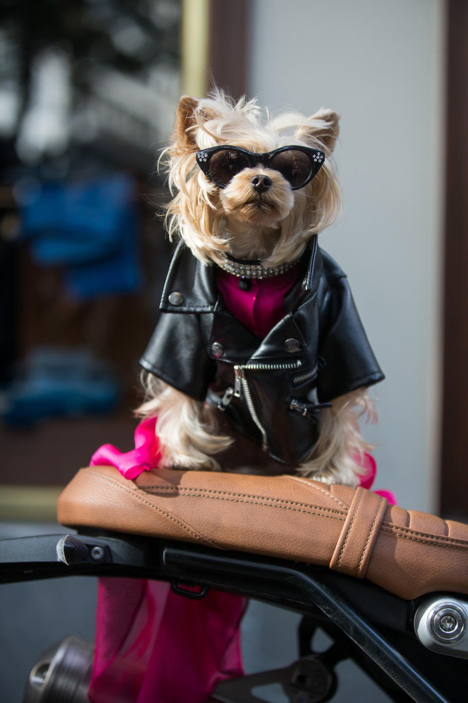 PARIS, FRANCE - OCTOBER 02: Little Lola Sunshine the dog wears a leather jacket, black sunglasses, and a pink dress outside the Valentino show on October 2, 2016 in Paris, France. (Photo by Melodie Jeng/Getty Images)