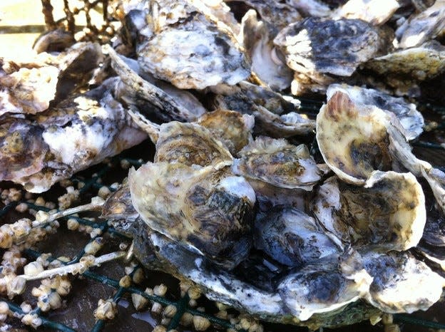 Oyster production is a large contributor to the economy in Florida and reefs serve an important role in natural ecosystems.