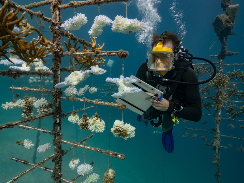 coral reefs of the Society Islands in French Polynesia. Alexis Rosenfeld:Getty Images)