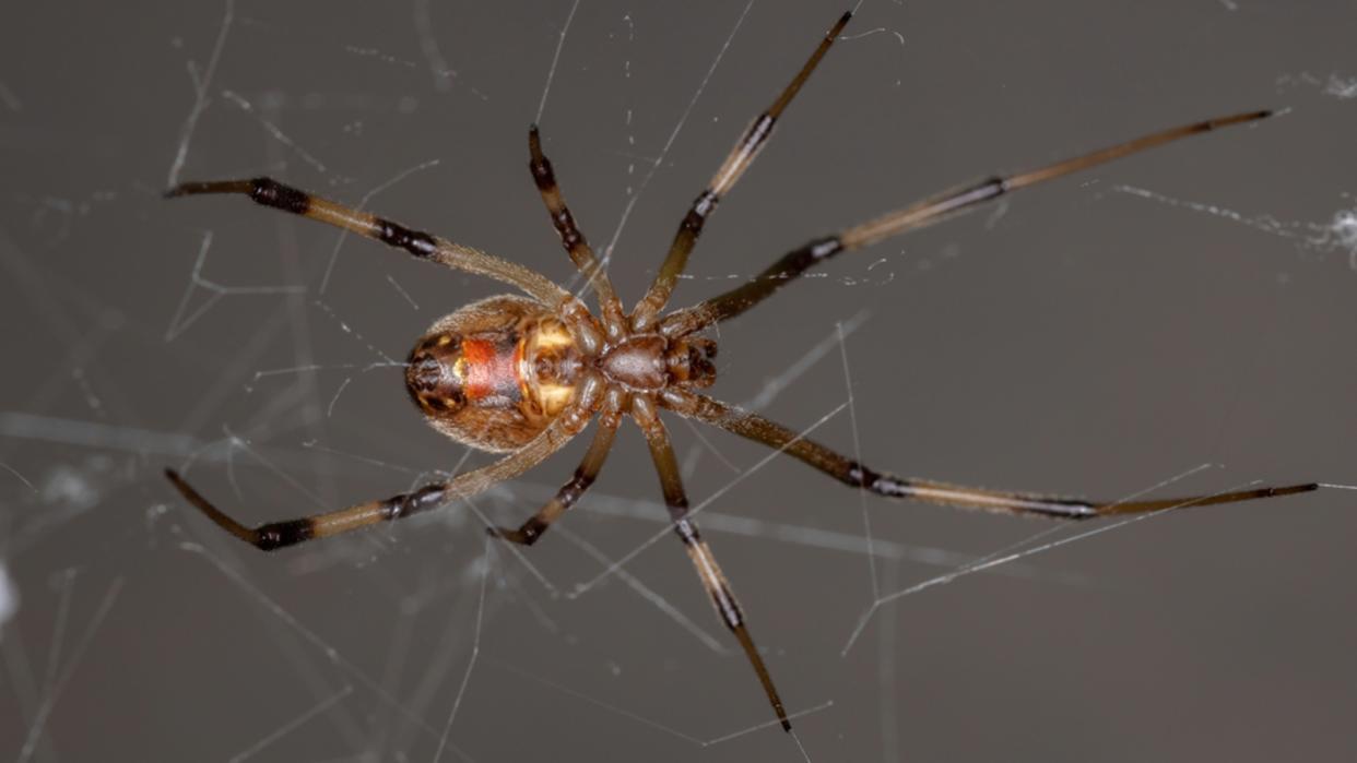  Brown widow spiders (Latrodectus geometricus) have caused population declines among several black widow species in the U.S. 