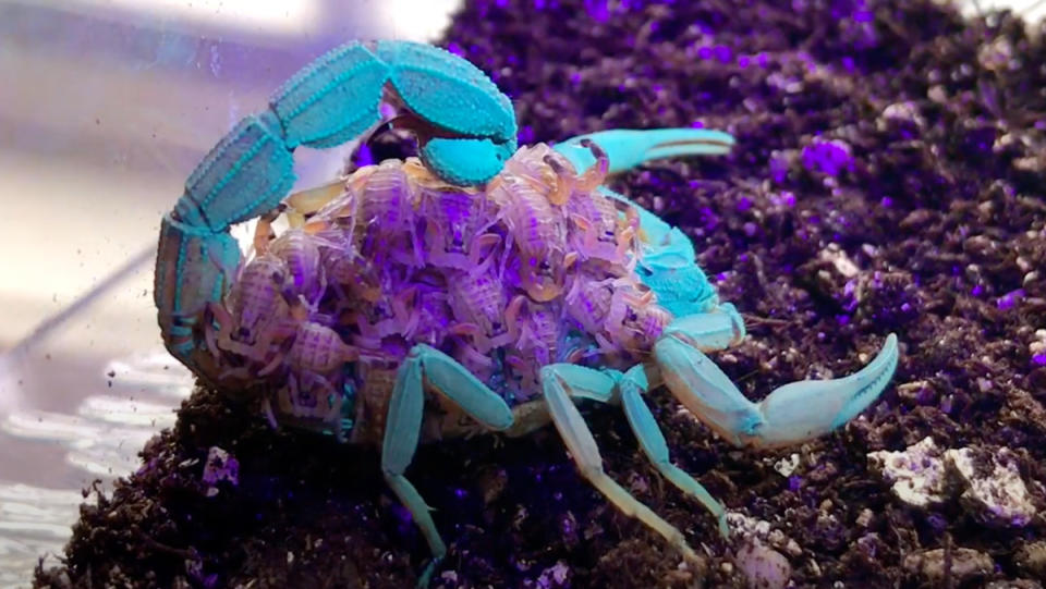 A scorpion with its babies on its back under UV light.