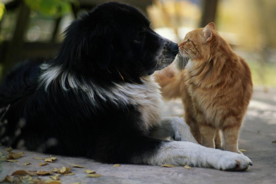 DOG AND CAT NOSE TO NOSE, COLORADO