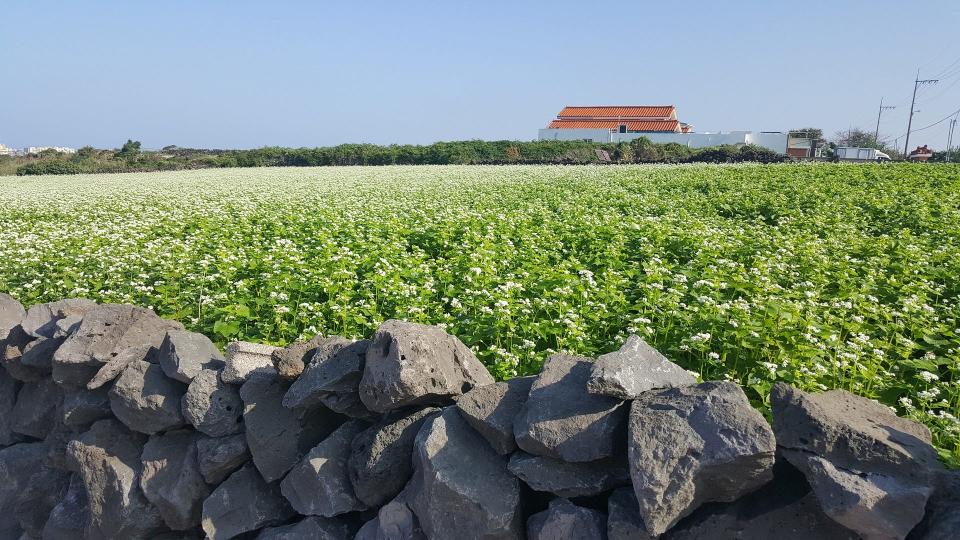 According to the Ohio State Extension, buckwheat is one of several cover crops that can improve soil heath and organic matter.