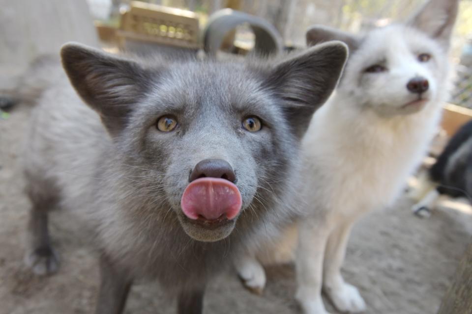 The Ark Wildlife Care and Sanctuary in Hilliard has taken in 40 foxes and counting that were saved from a fur farm by SaveAFox in Minnesota. They are all red foxes but have been bred for genetic variations giving them a wide range of fur colors.