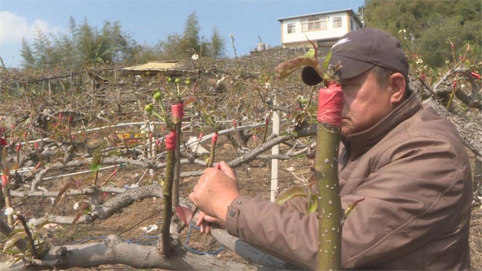 寒流又連續乾旱 大湖高接梨穗不開花