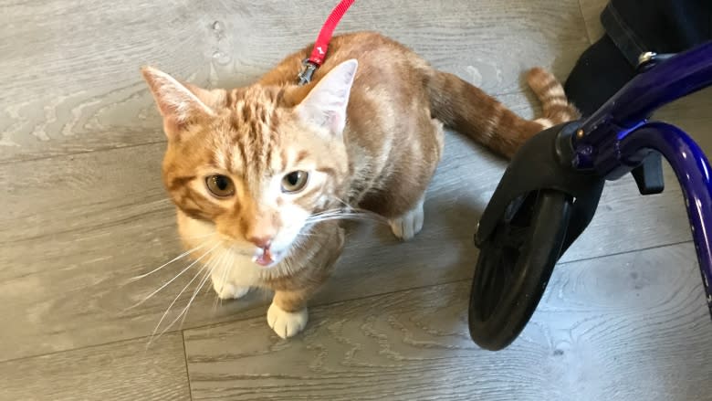 Feline visits: The 'purrfect' therapy for Regina seniors