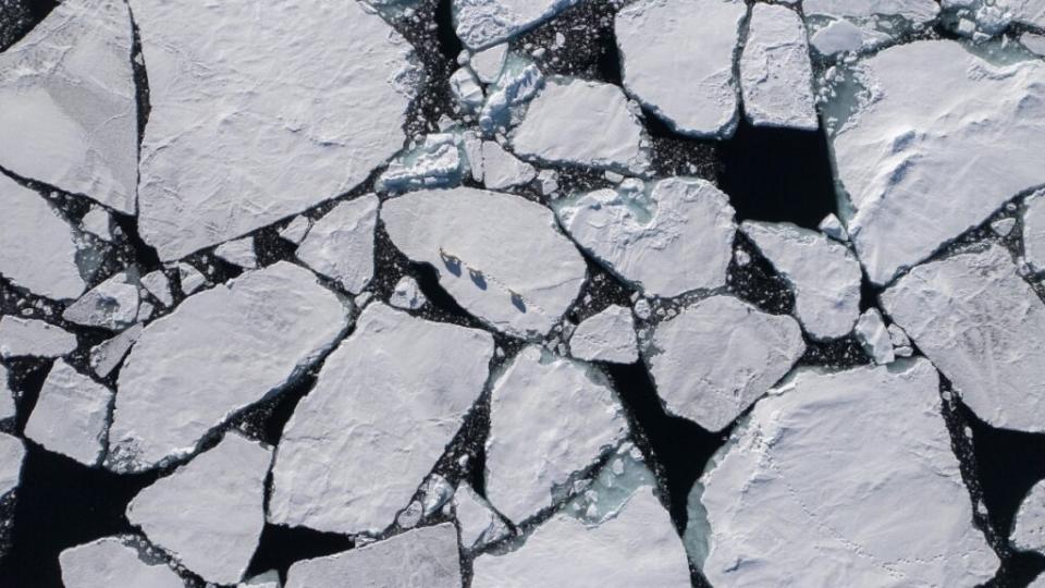 Polar Bear ice berg