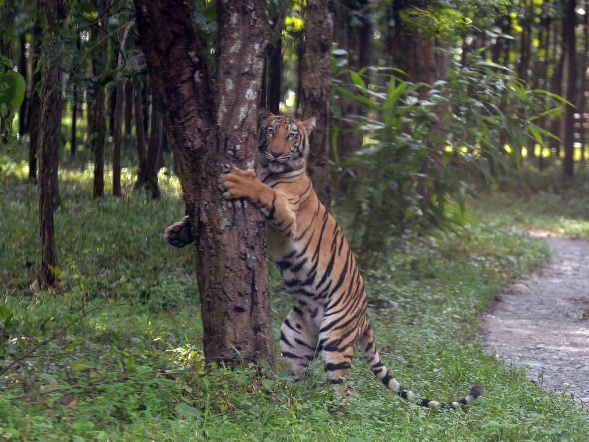 A young Bengal tiger holds onto a tree after being released in an enclosure at the Bengal Safari wildlife park on the outskirts of Siliguri, India, on Oct. 1, 2019. In the country's central Chandrapur region, tiger attacks are on the rise due to a sharp increase in the animal's population. (Diptendu Dutta/AFP via Getty Images - image credit)