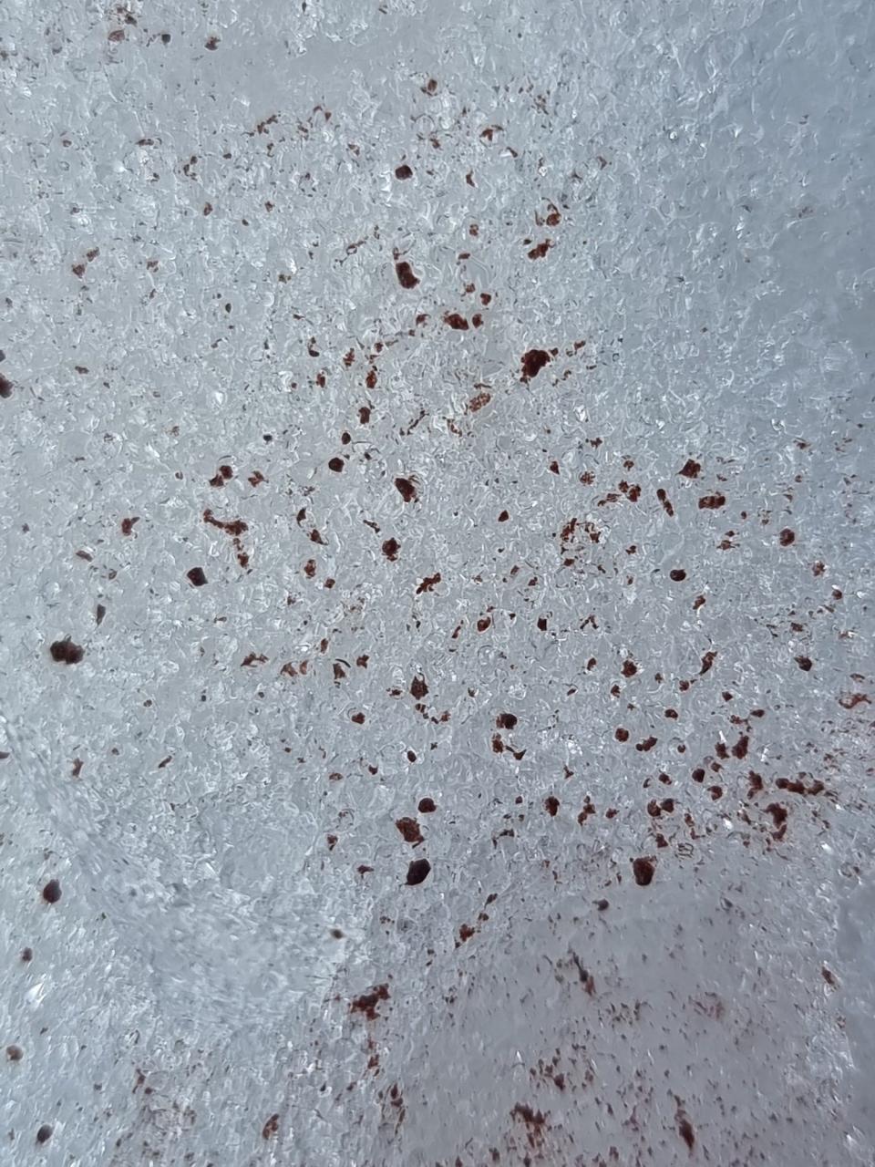 snow spotted with red blots close up