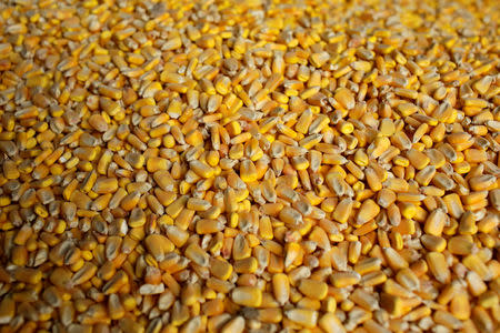 FILE PHOTO: Corn Kernels inside a silo is pictured upclose at a farm in Bellevue, Iowa, U.S., July 26, 2018. REUTERS/Joshua Lott/File Photo