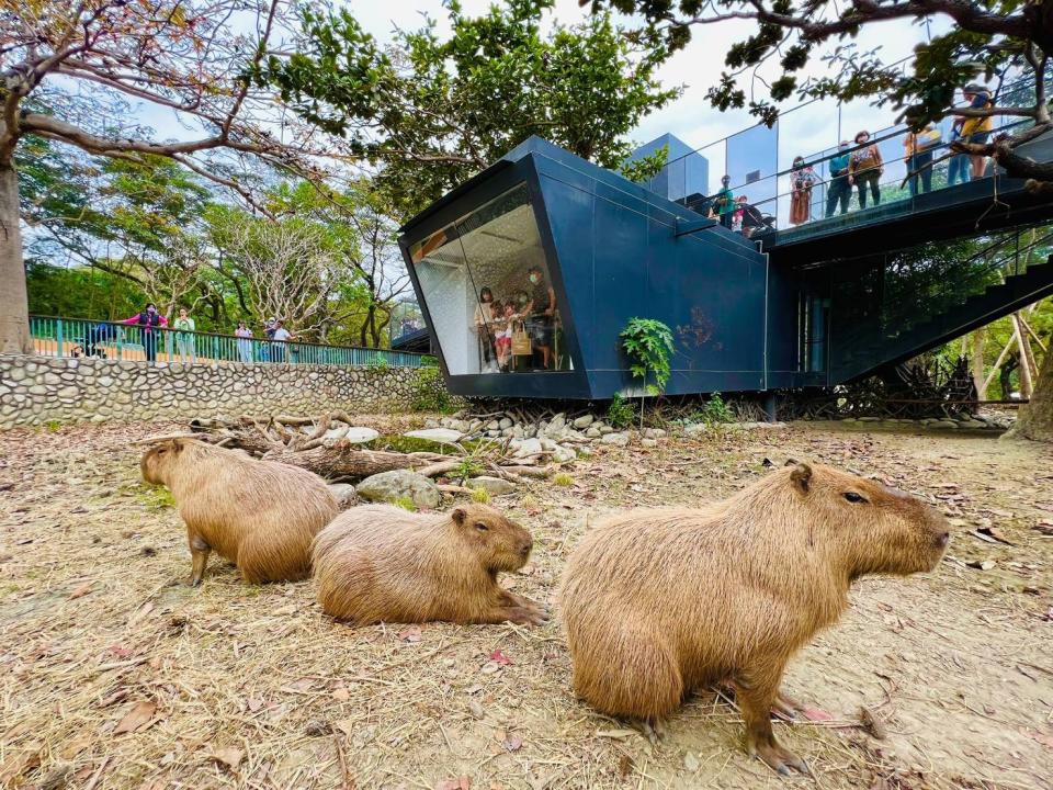 受到大小朋友喜愛的壽山動物園。高市府觀光局提供