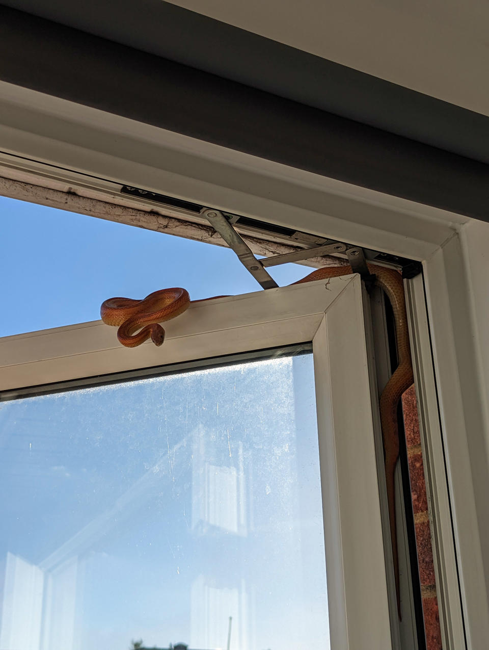 The snake was eventually found hiding in the rim of the window. (PA/RSPCA)