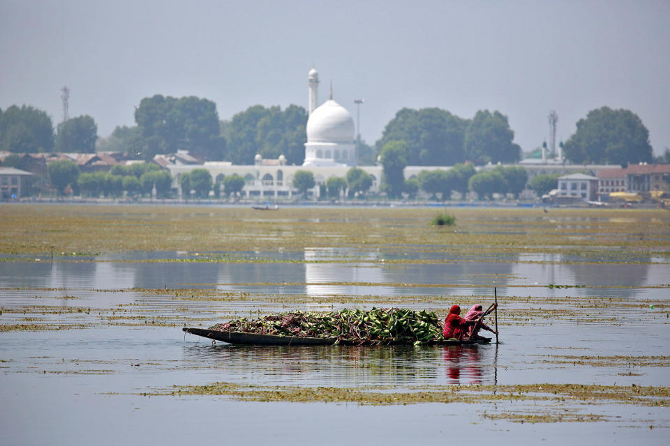 Women in canoes collect weeds on Dal lake in Srinagar