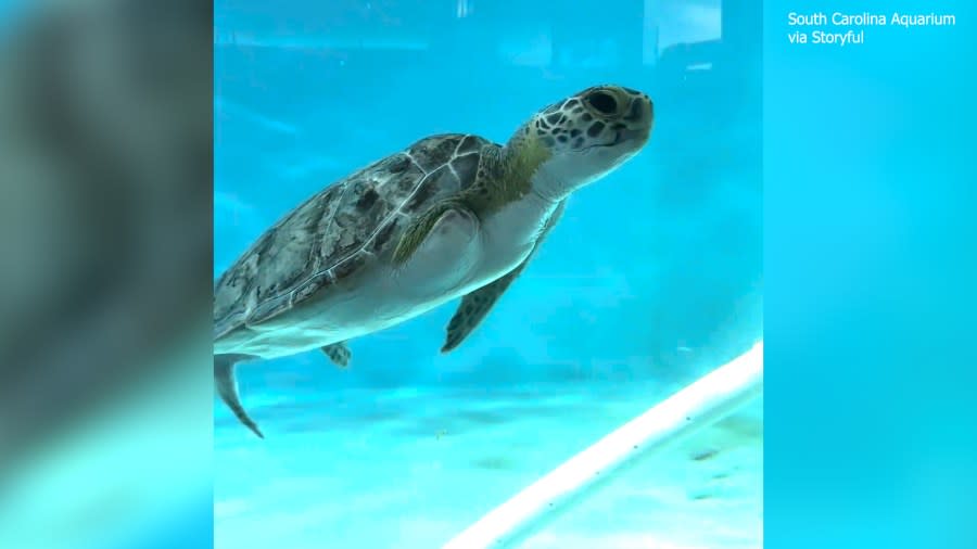 South Carolina Aquarium via Storyful