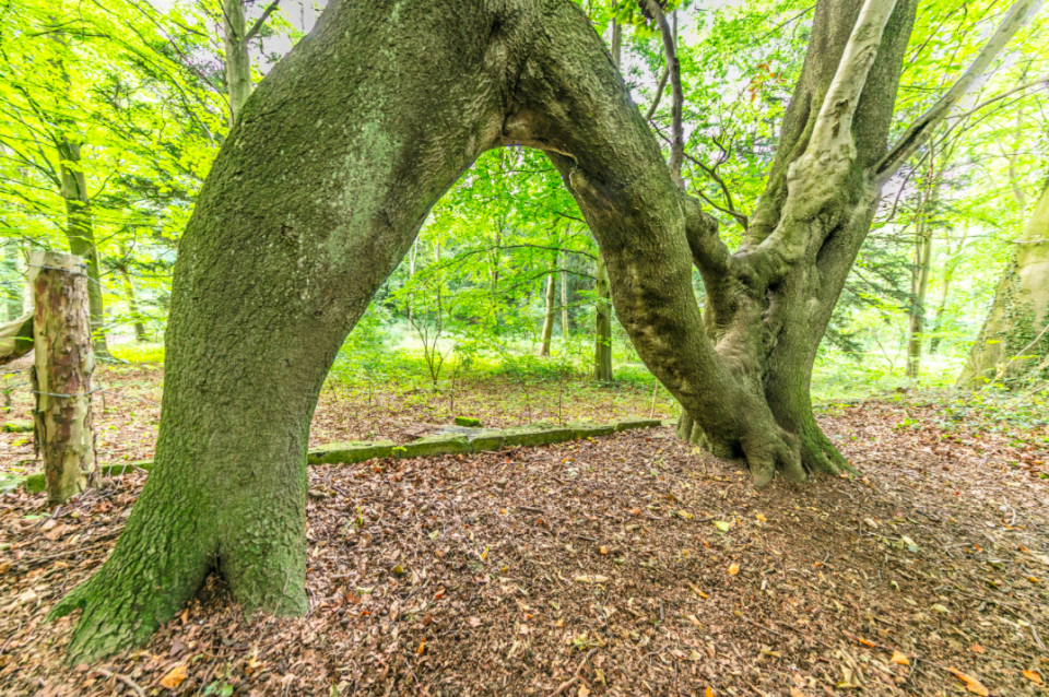 <em>Nellie was grafted into an N-shape to woo a woman called Nellie almost 100 years ago (PA)</em>