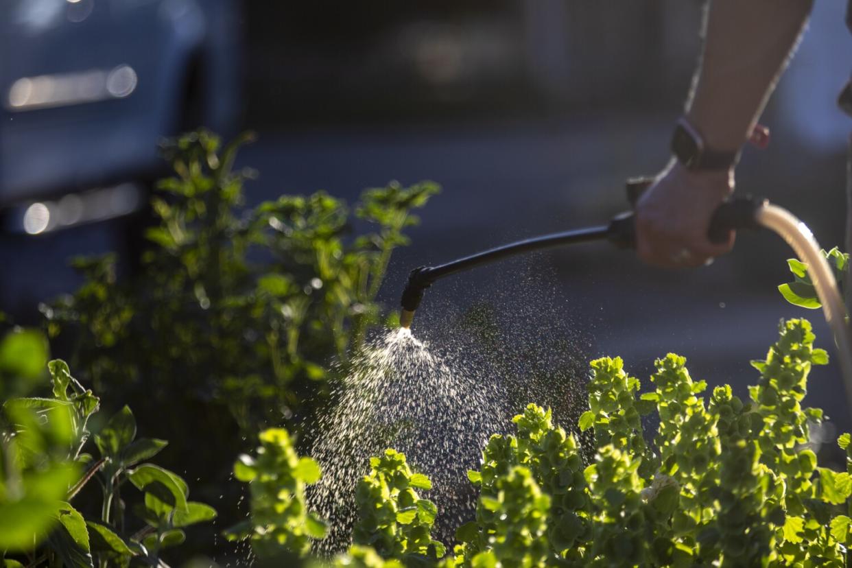 Kjessie Essue sprays her own "flower tea" a mix to give the plants a nutritional boost.