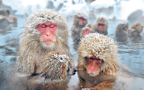 Jigokudani's monkeys: cold - Credit: 2012 AFP/JIJI PRESS