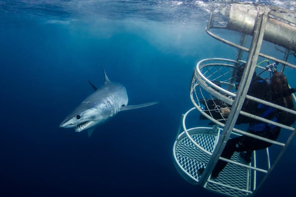 Swimming with sharks in Port Lincoln, Australia