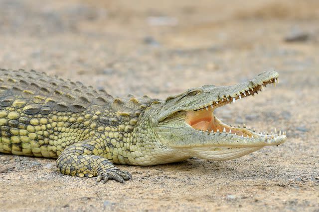 <p>Getty Images</p> Crocodile