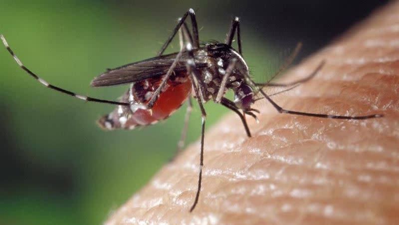蚊子叮咬後若在傷口上打死蚊子，蚊子身上攜帶的病菌，恐藉著叮咬後的傷口一同進入全身。。（圖／翻攝自pixabay）
