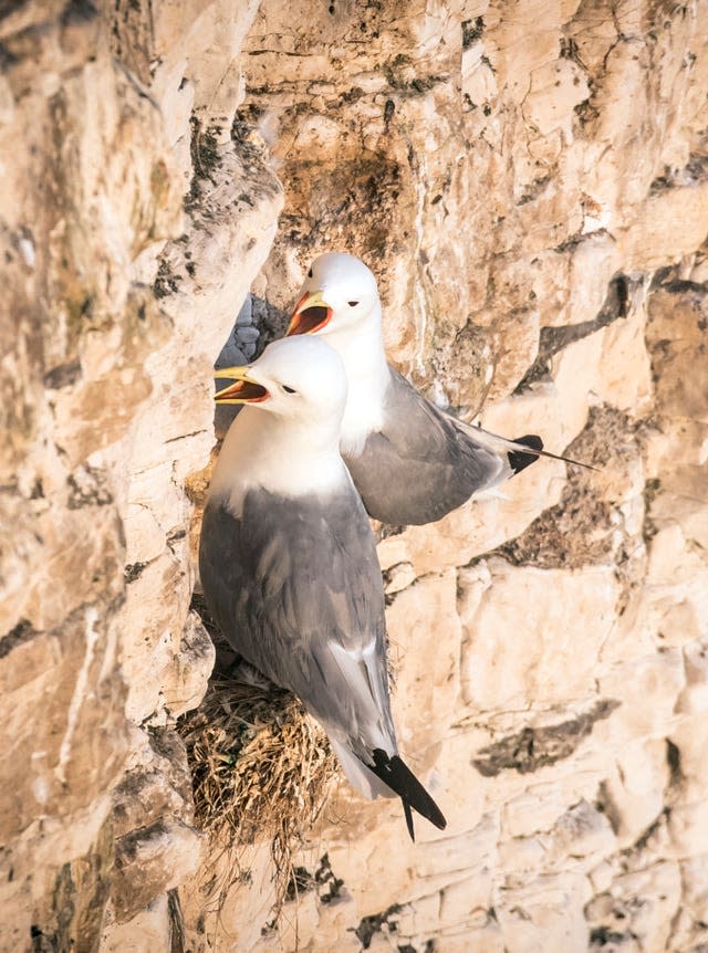 250,000 seabirds flock to Bempton Cliffs
