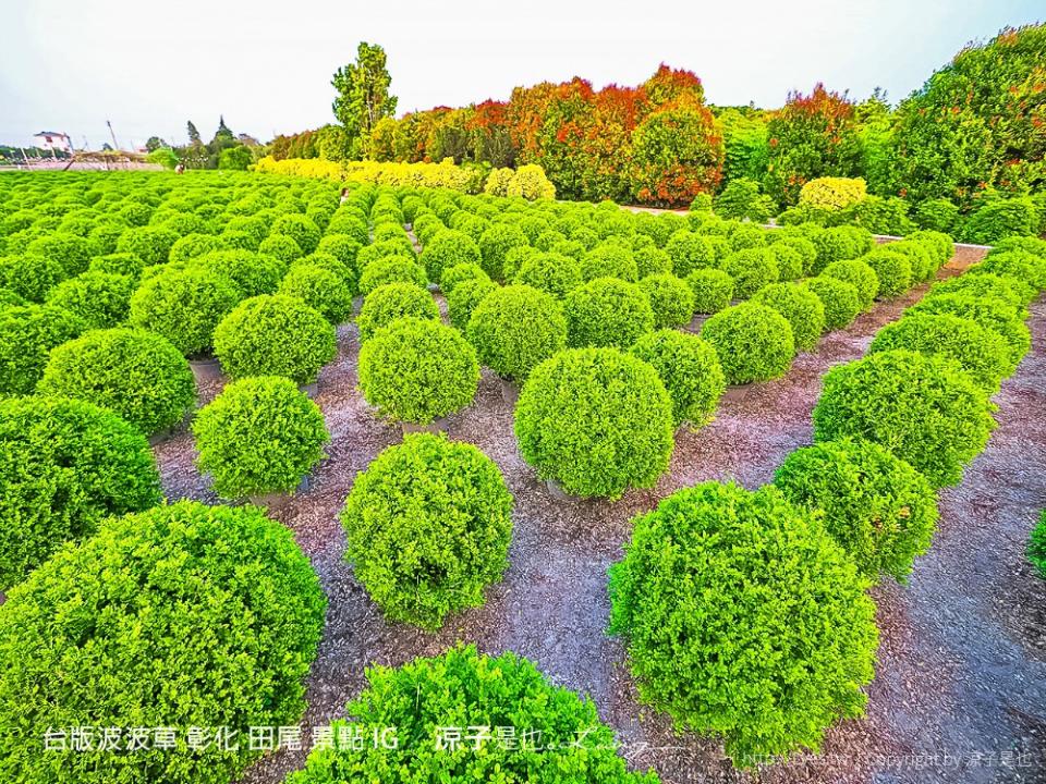 台版波波草