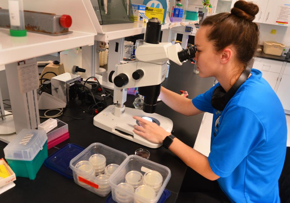 Taylor Stanley, a Florida Tech doctoral student, works with worm strains in the Guisbert/Kim Guisbert laboratory on the top floor of the Gordon Nelson Health Sciences Building.