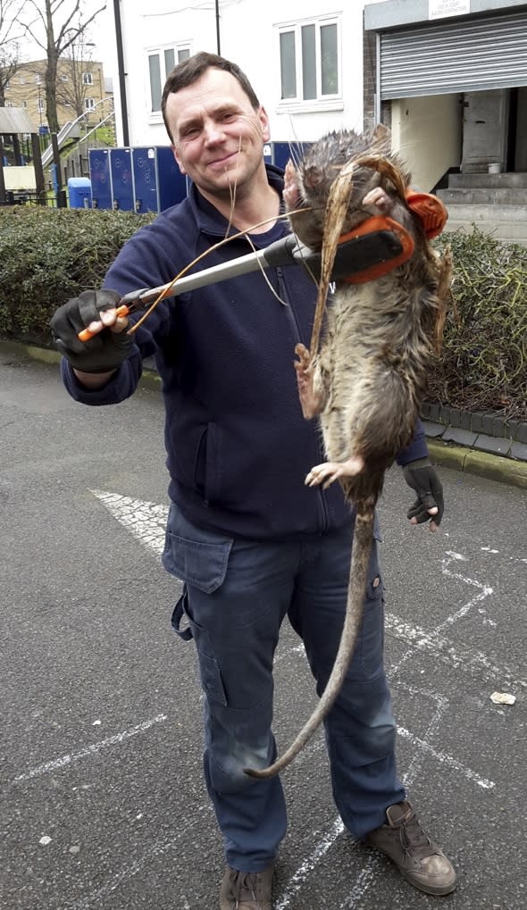 Giant 'four foot' rat found in London