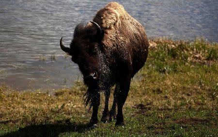 A bison emerges after swimming across the Yellowstone River in Yellowstone National Park, Wyoming, in this June 21, 2011, file photo. REUTERS/Jim Urquhart/Files