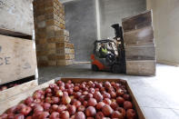 In this photo taken Tuesday, Oct. 15, 2019, a worker moves bins of Cosmic Crisp apples, a new variety and the first-ever bred in Washington state, into a cold storage facility in Yakima, Wash. The Cosmic Crisp, available beginning Dec. 1, is expected to be a game changer in the apple industry. Already, growers have planted 12 million Cosmic Crisp apple trees, a sign of confidence in the new variety. (AP Photo/Elaine Thompson)