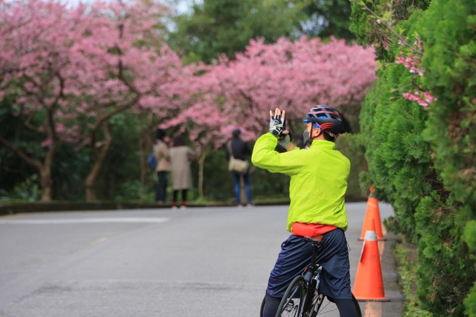 新店區的山櫻花進入最美花期。   圖：新北市景觀處提供